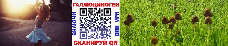 OMG зеркало  Сысерть  Псилоцибиновые грибы Magic Shrooms 